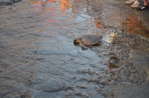 Linosa, rilascio tartaruga caretta caretta