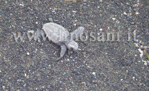 nascita tartaruga caretta caretta