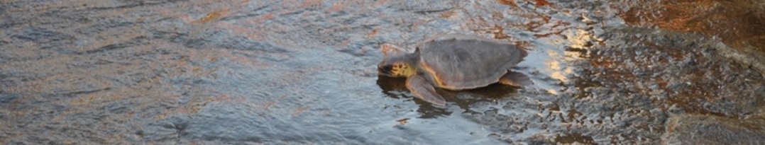 Linosa tartaruga caretta